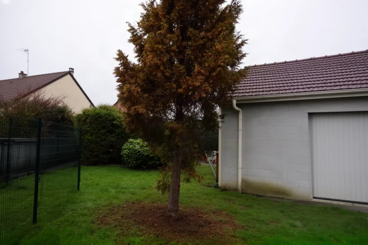 Conifère incliné contre garage avant abattage à Montigny-lès-Metz