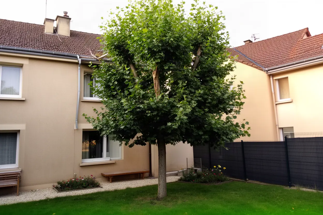 Tilleul dense avant taille raisonnée dans un jardin à Metz